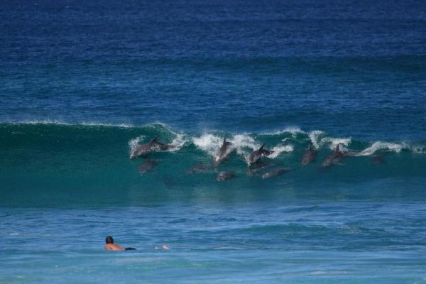 Hibiscus Motel (Byron Bay)